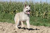 BOUVIER DES ARDENNES 085